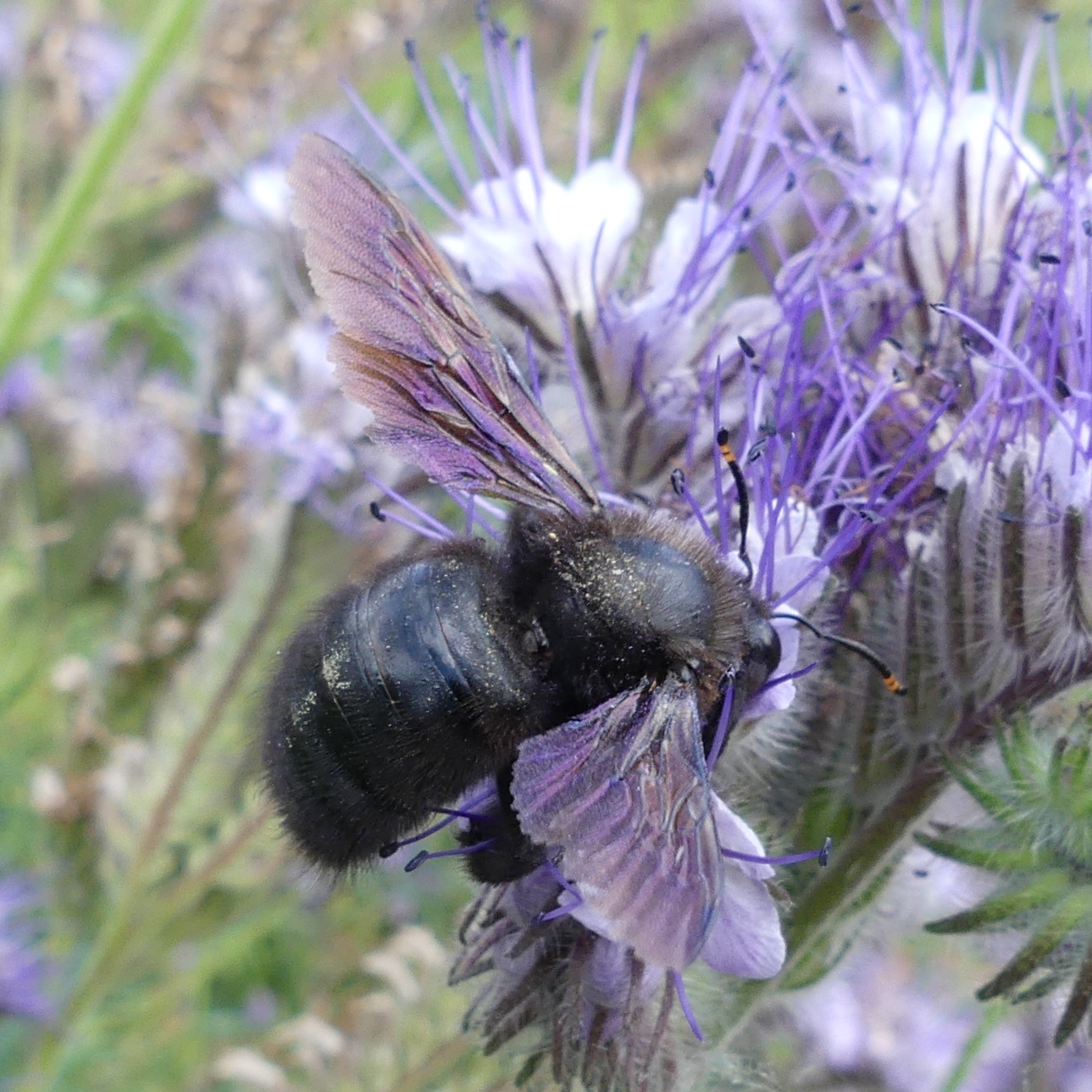 Xylocopa violacea Bienenanja